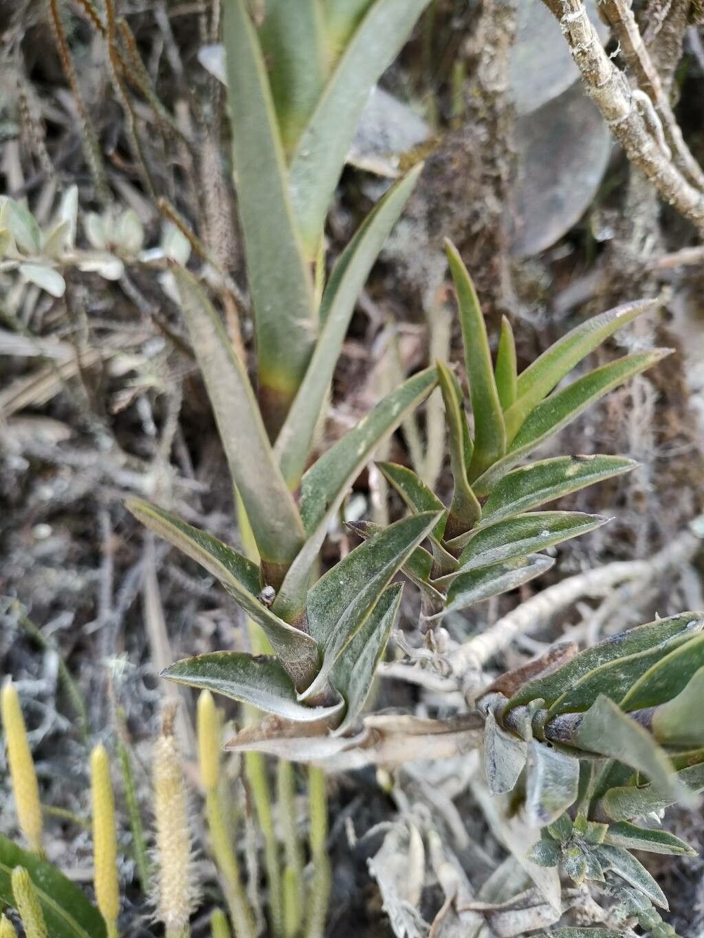 Epidendrum chioneum — search result for 'Epidendrum'