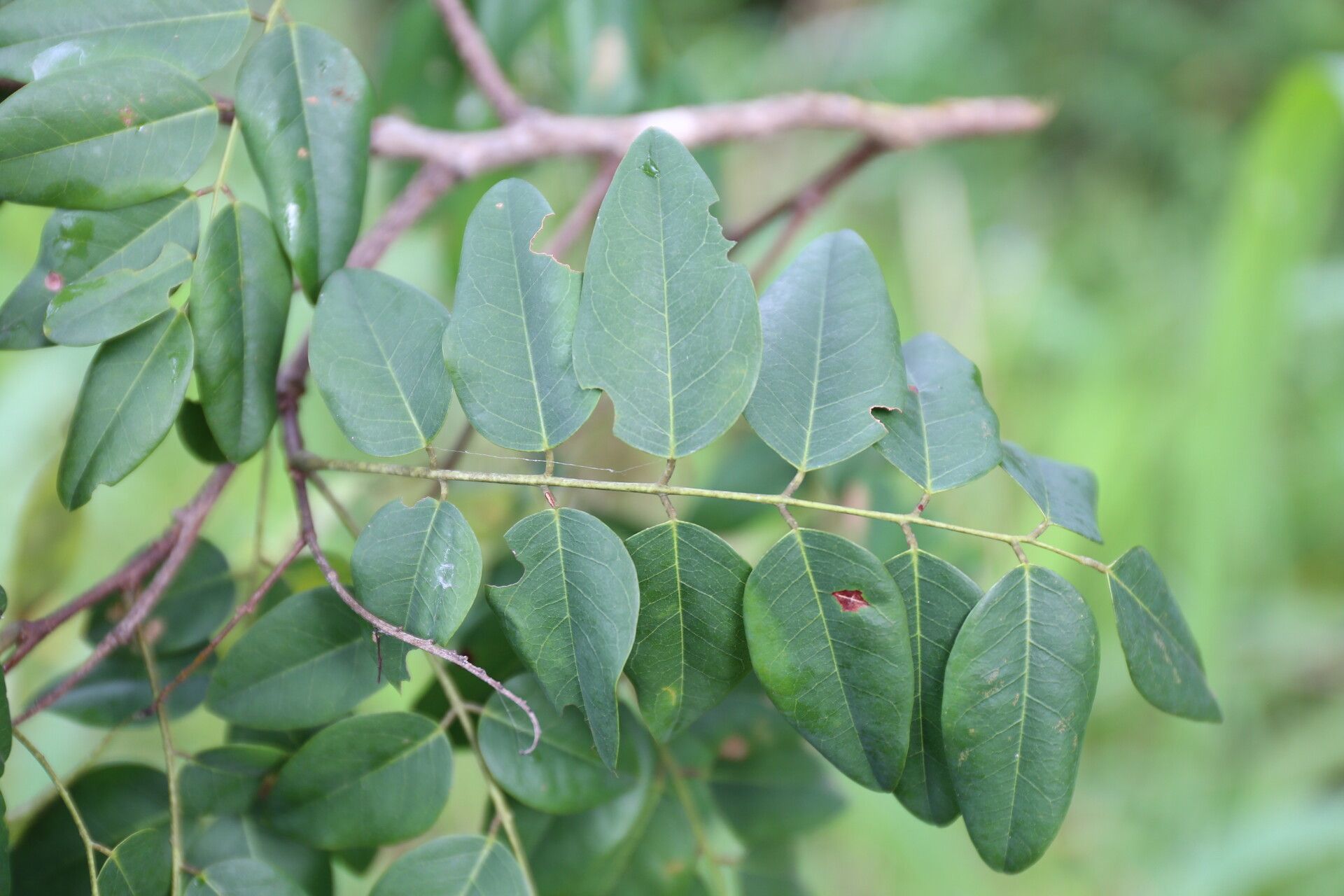 Dalbergia boehmii leaf