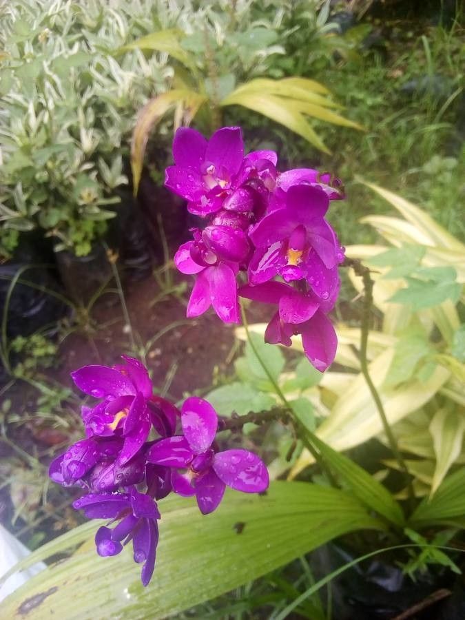 Spathoglottis petri flower