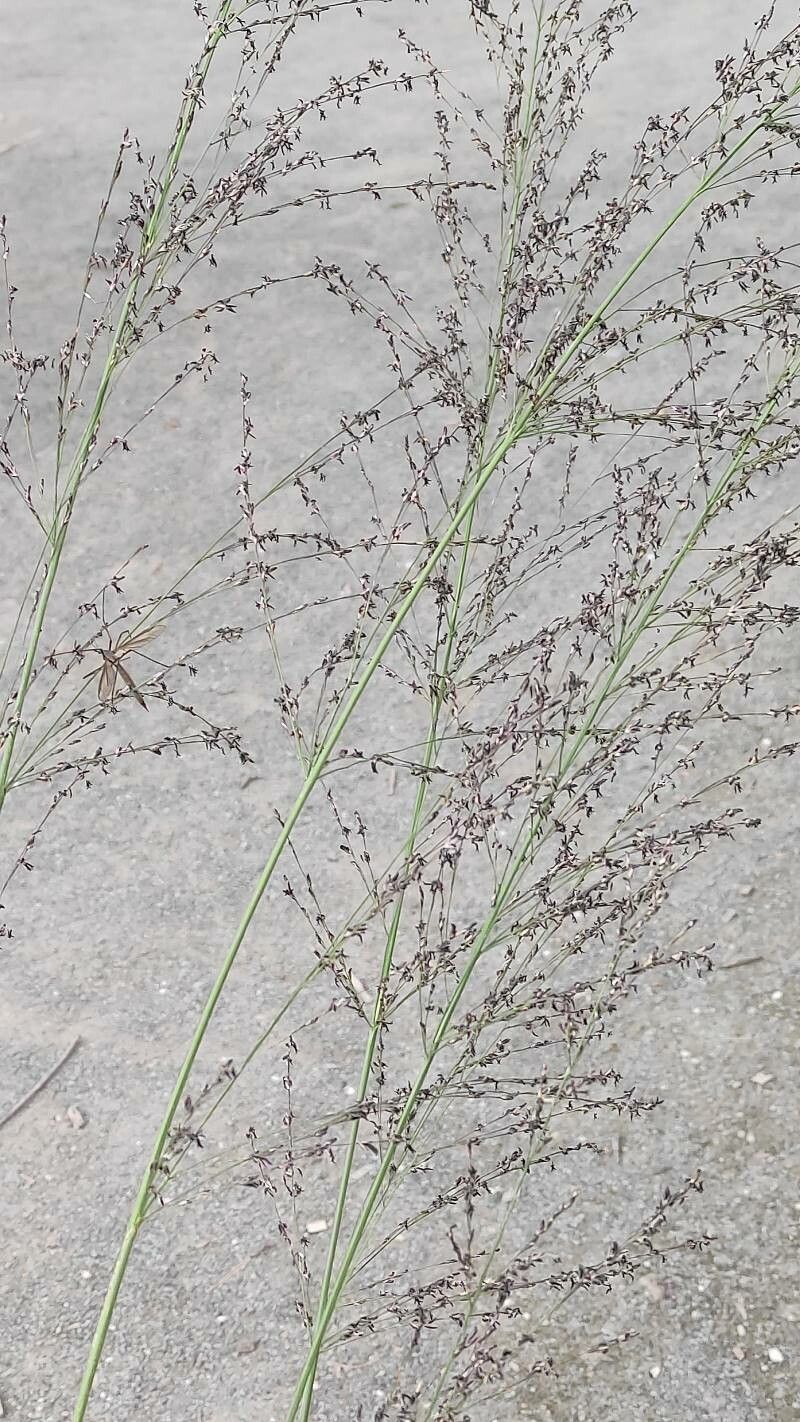 Molinia arundinacea flower