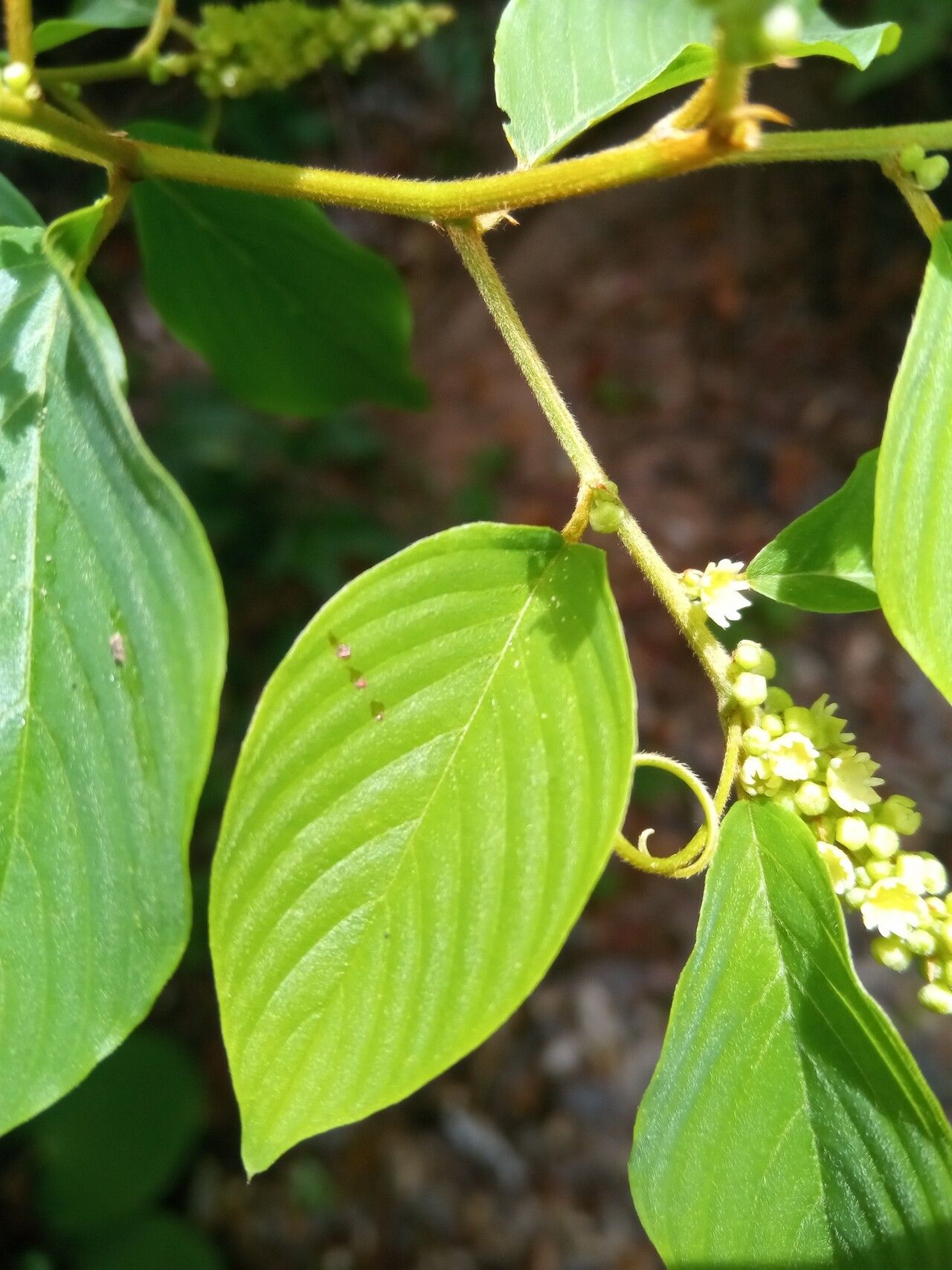Gouania callmanderi — related species from the same genus