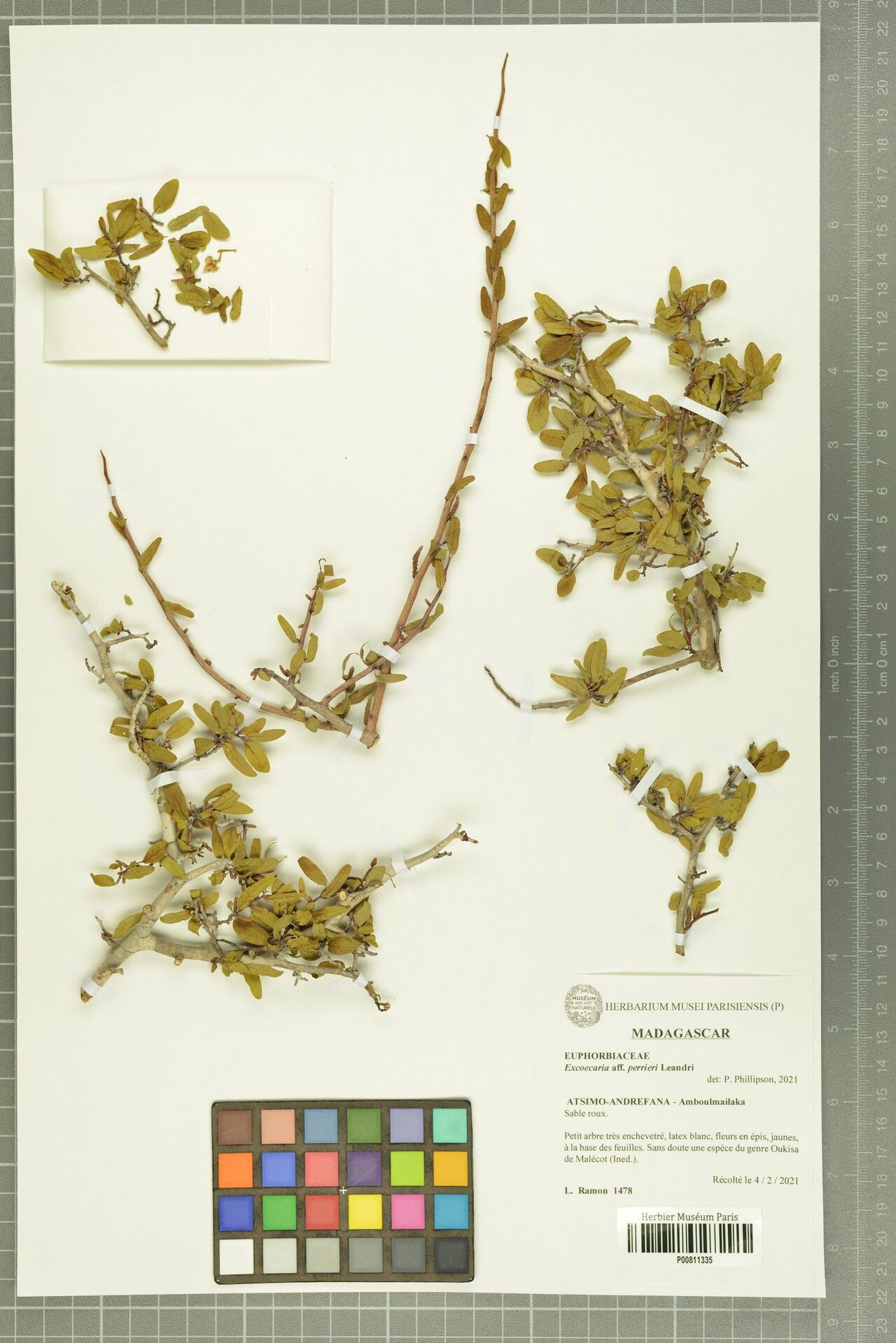 Excoecaria perrieri — search result for 'Excoecaria'