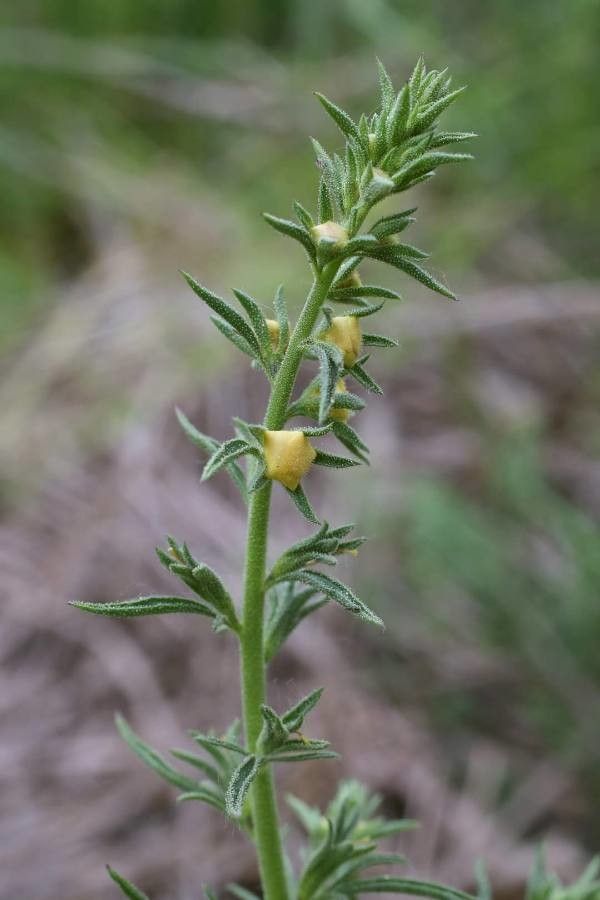 Verbascum orientale other