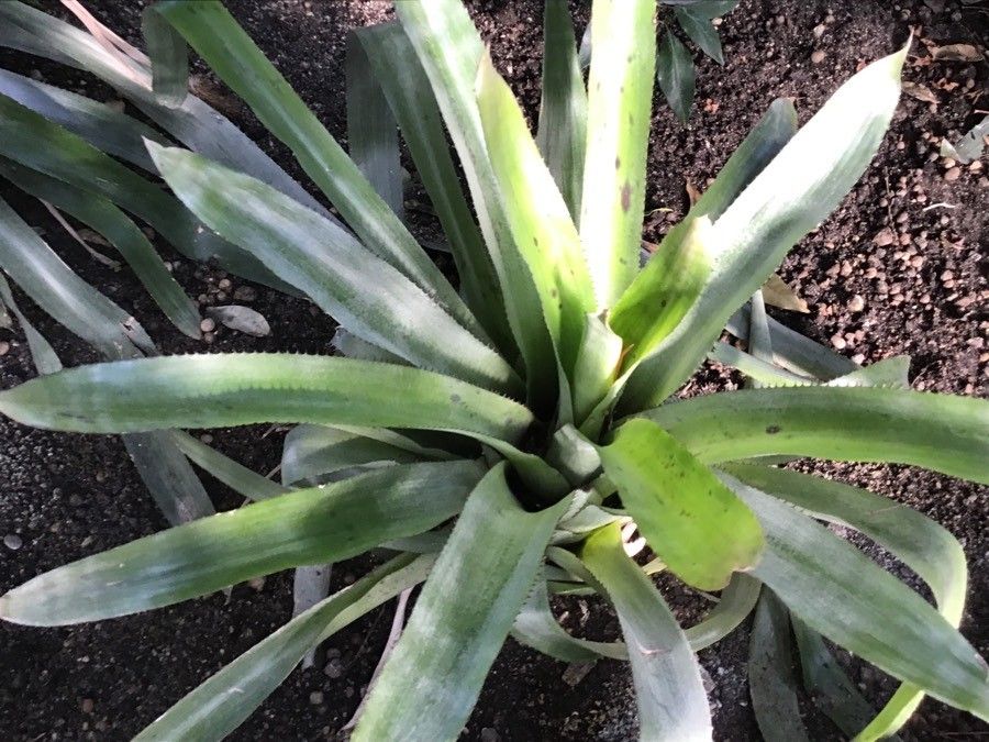 Aechmea pineliana leaf