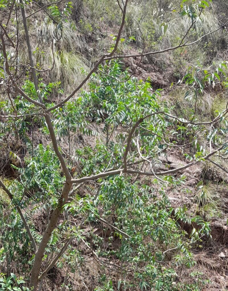 Zanthoxylum coco habit
