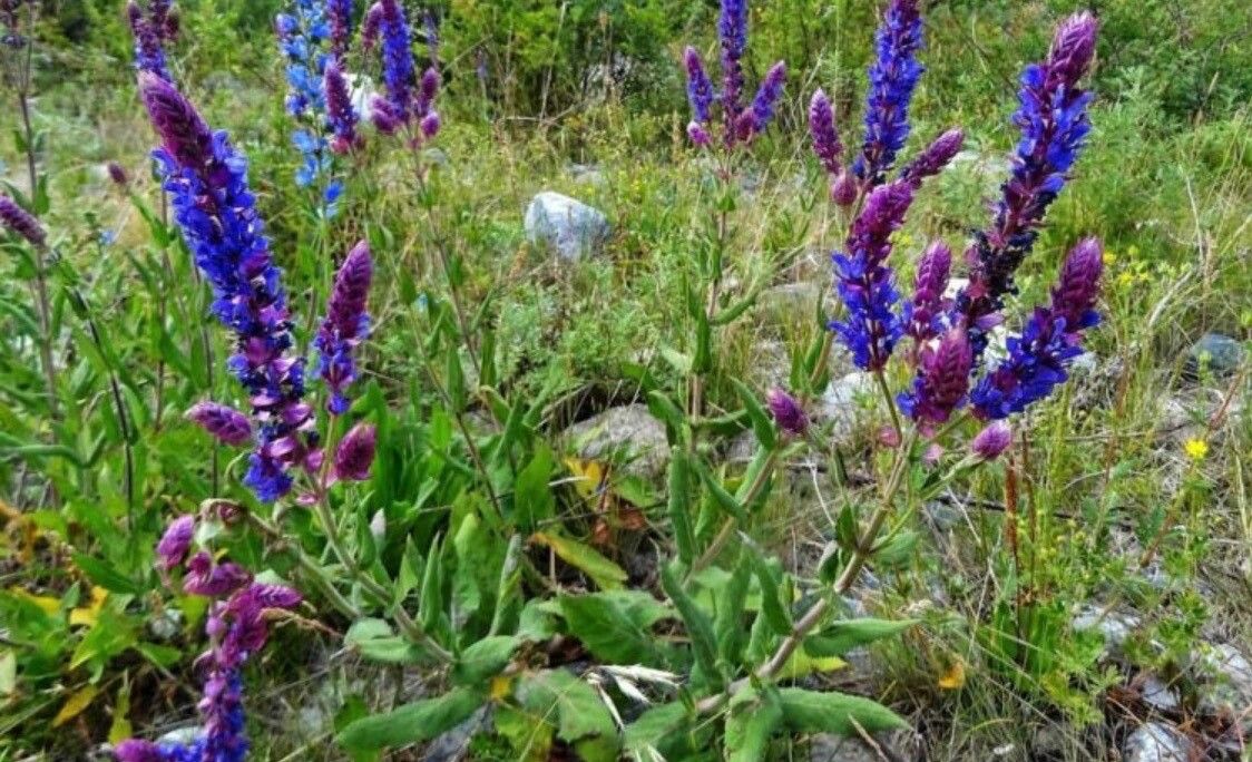 Salvia deserta flower