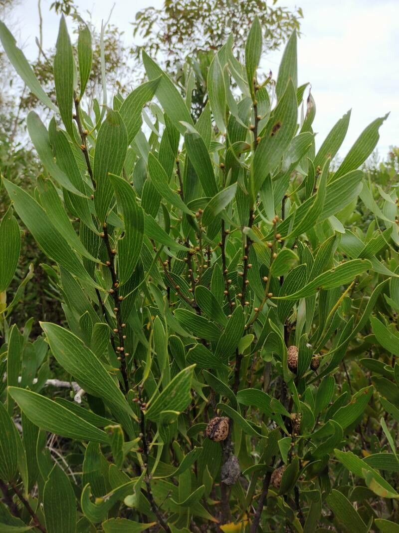 Hakea dactyloides habit