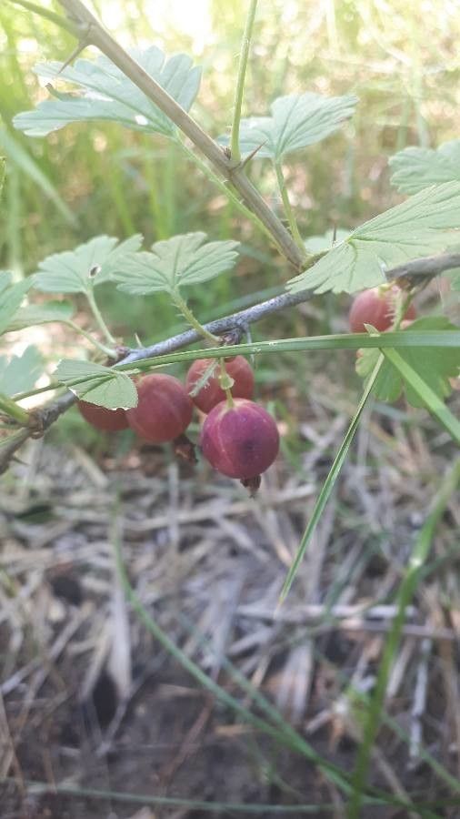 Ribes inerme fruit