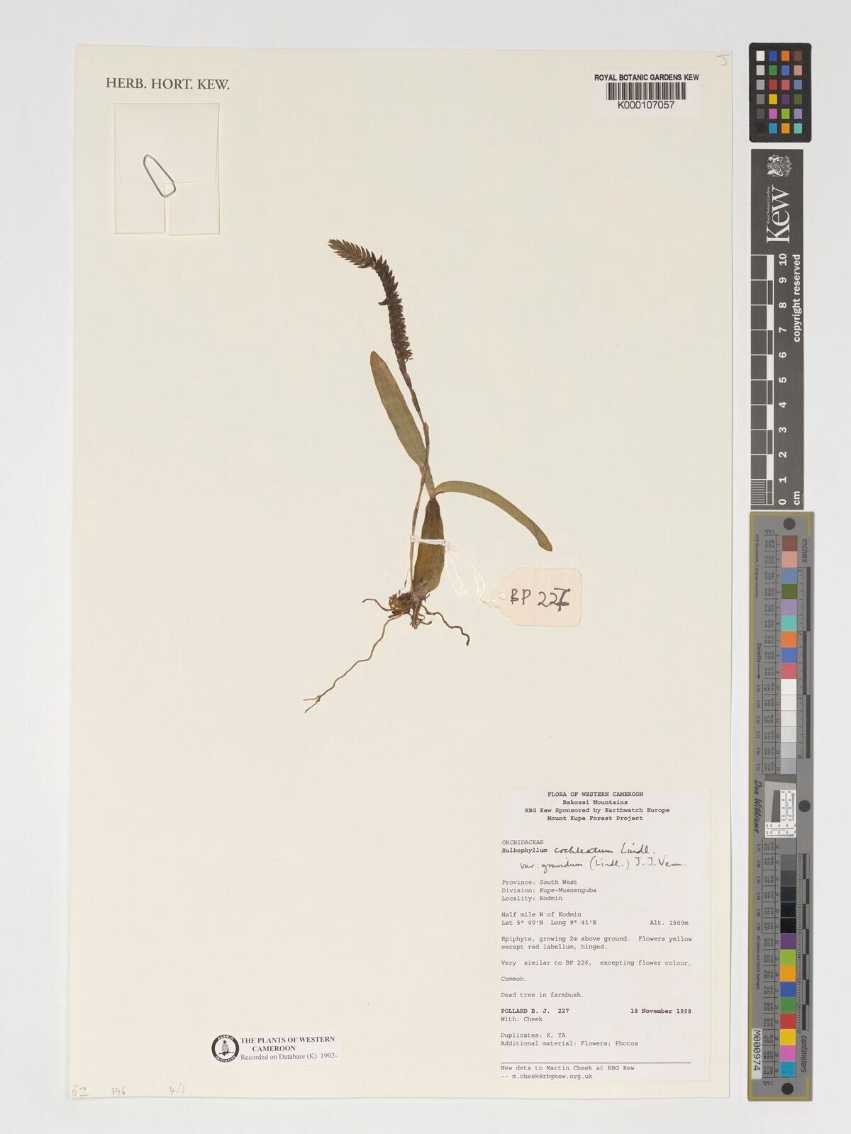 Bulbophyllum gravidum — houseplant care guide