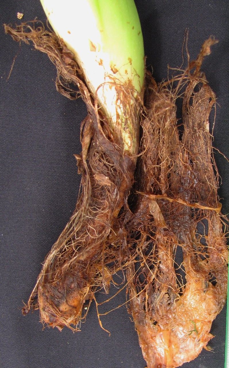 Philodendron thalassicum other