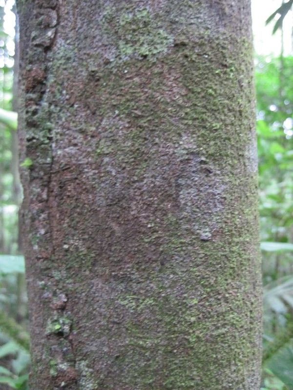 Ouratea melinonii bark