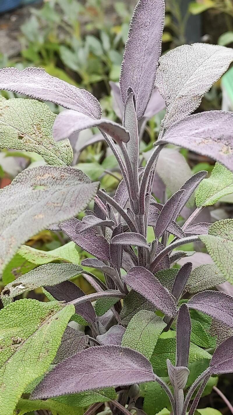 Salvia dorisiana — search result for 'Honduras'