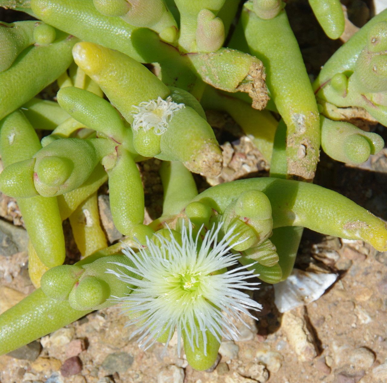 Mesembryanthemum cryptanthum leaf