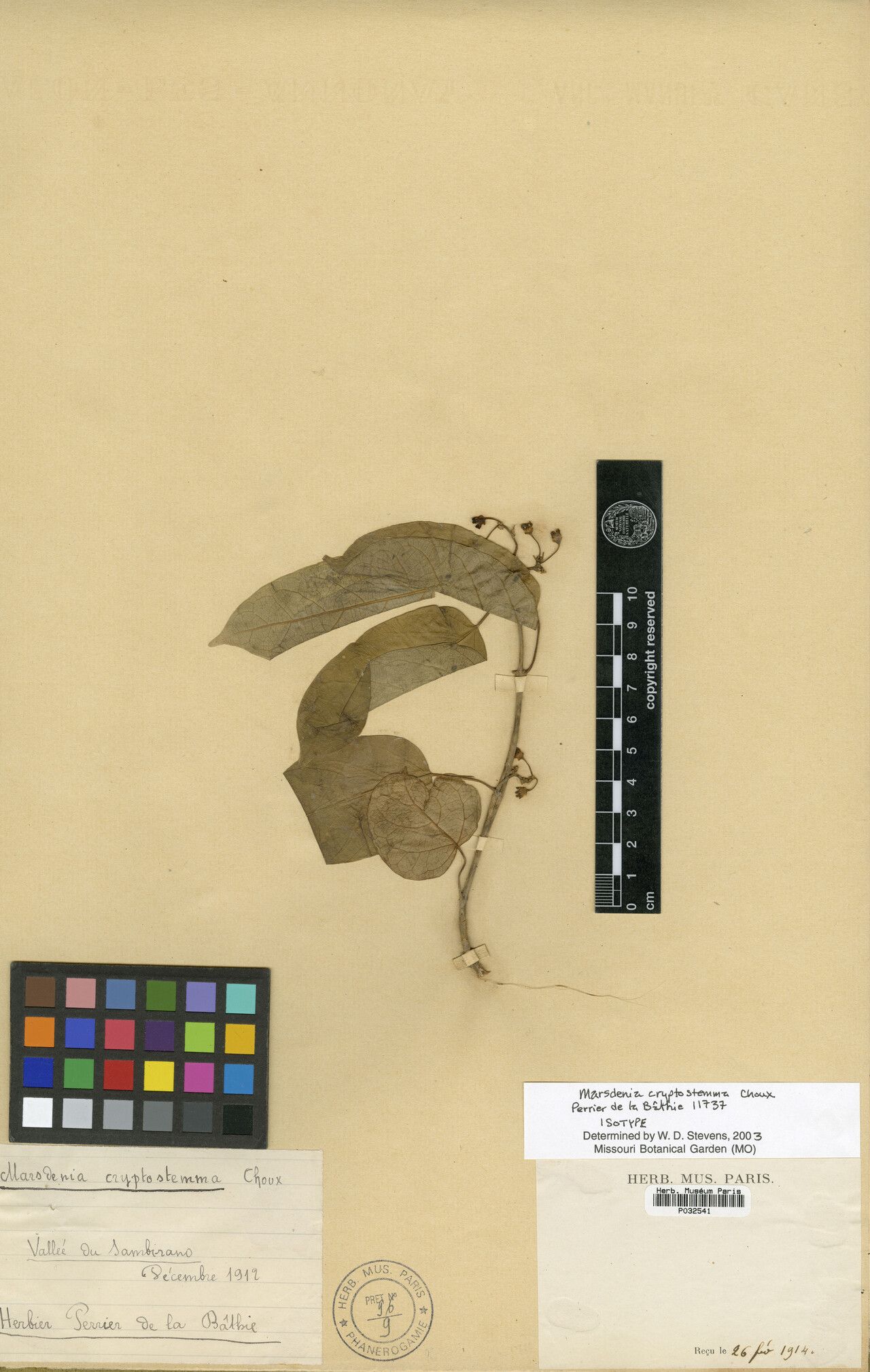 Marsdenia cryptostemma — related species from the same genus