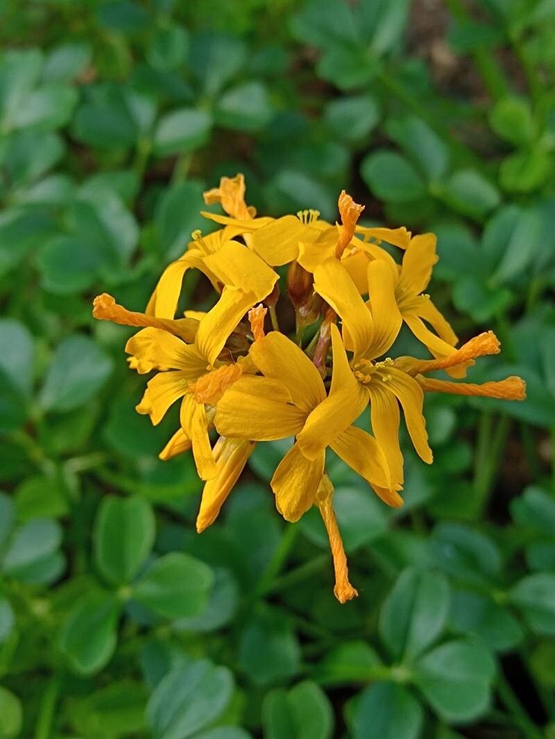 Oxalis peduncularis flower