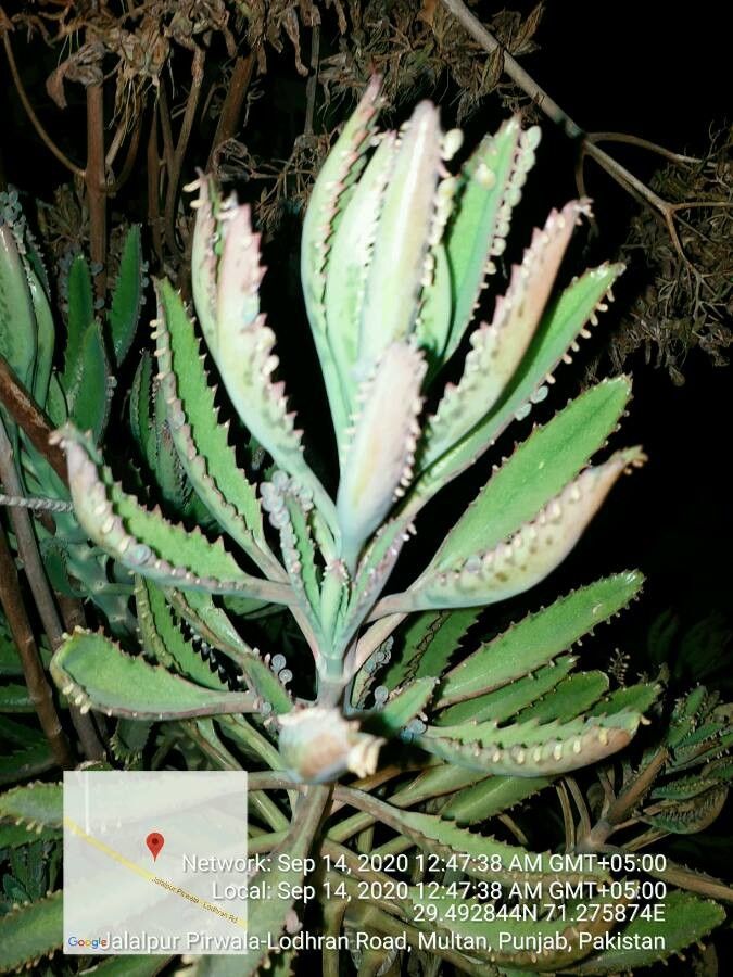 Kalanchoe ceratophylla flower