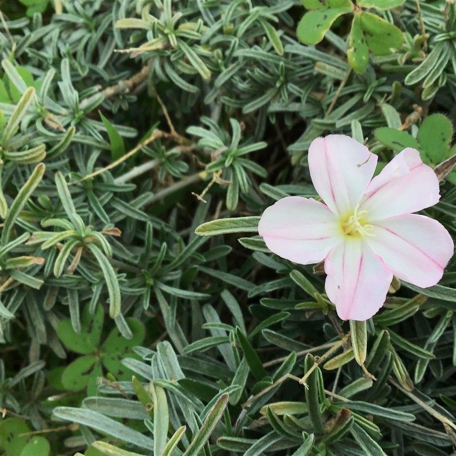 Convolvulus oleifolius flower