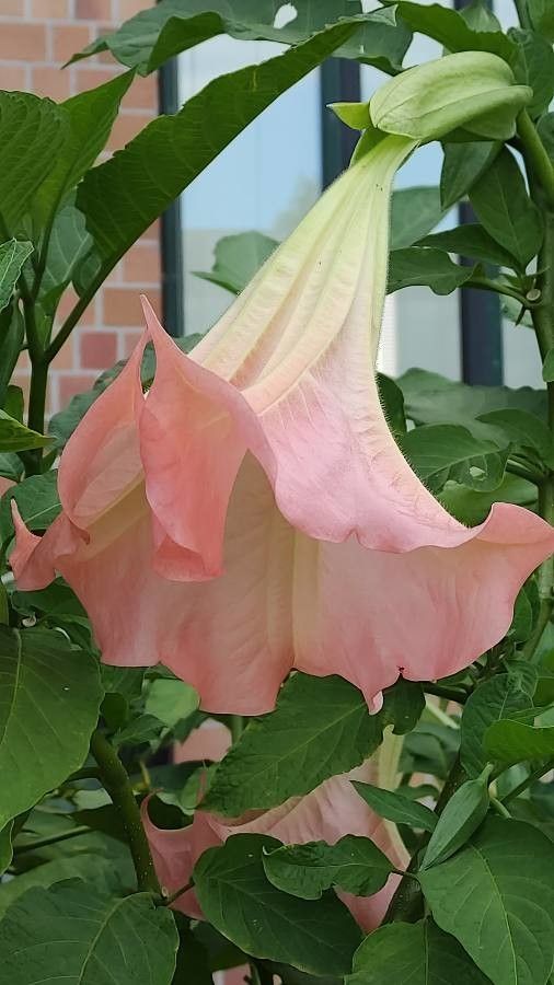 Brugmansia arborea flower