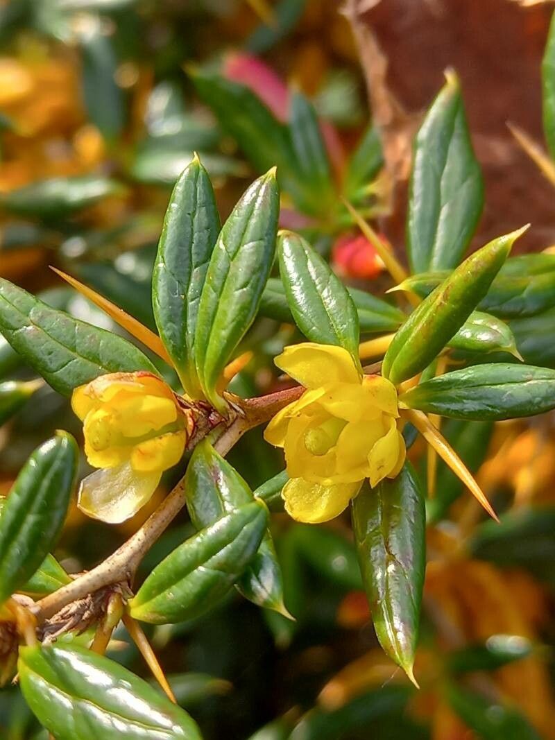 Berberis candidula flower