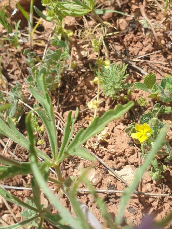 Geranium tuberosum — houseplant care guide