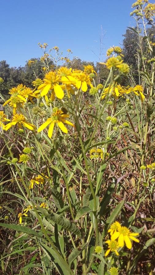 Senecio spartioides flower
