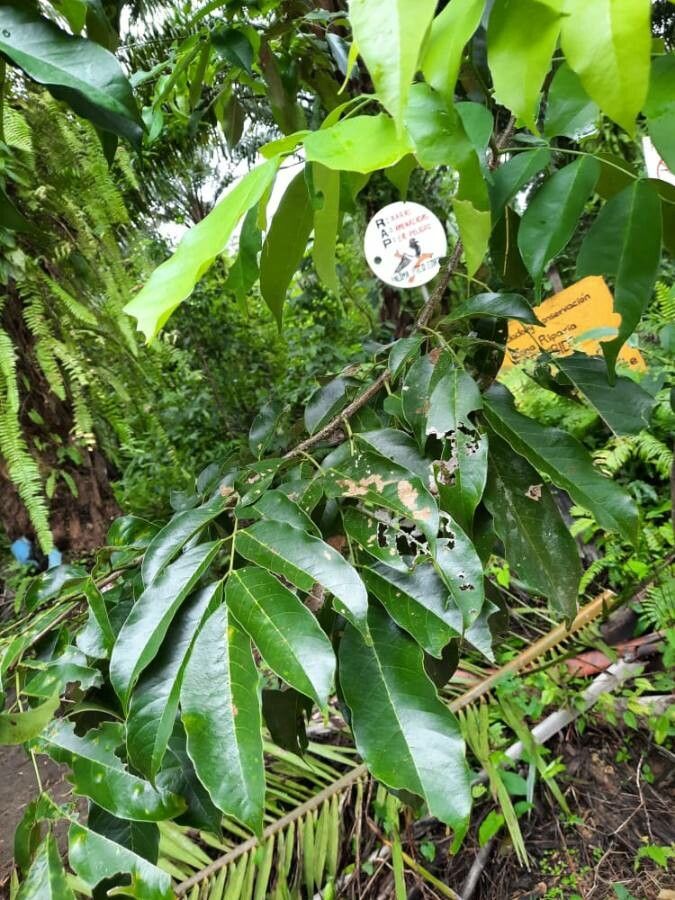 Platymiscium pinnatum leaf