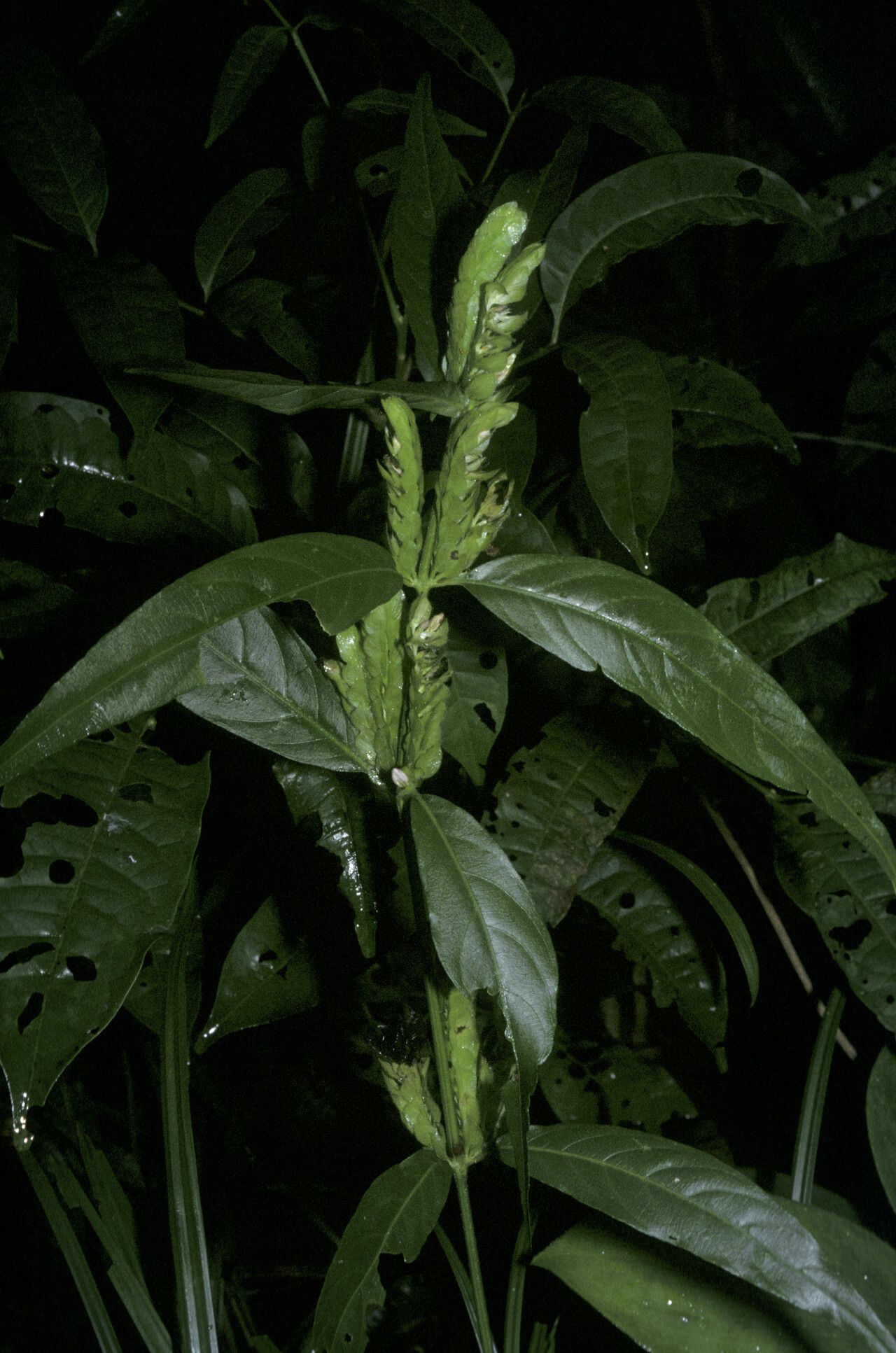 Justicia polystachya leaf