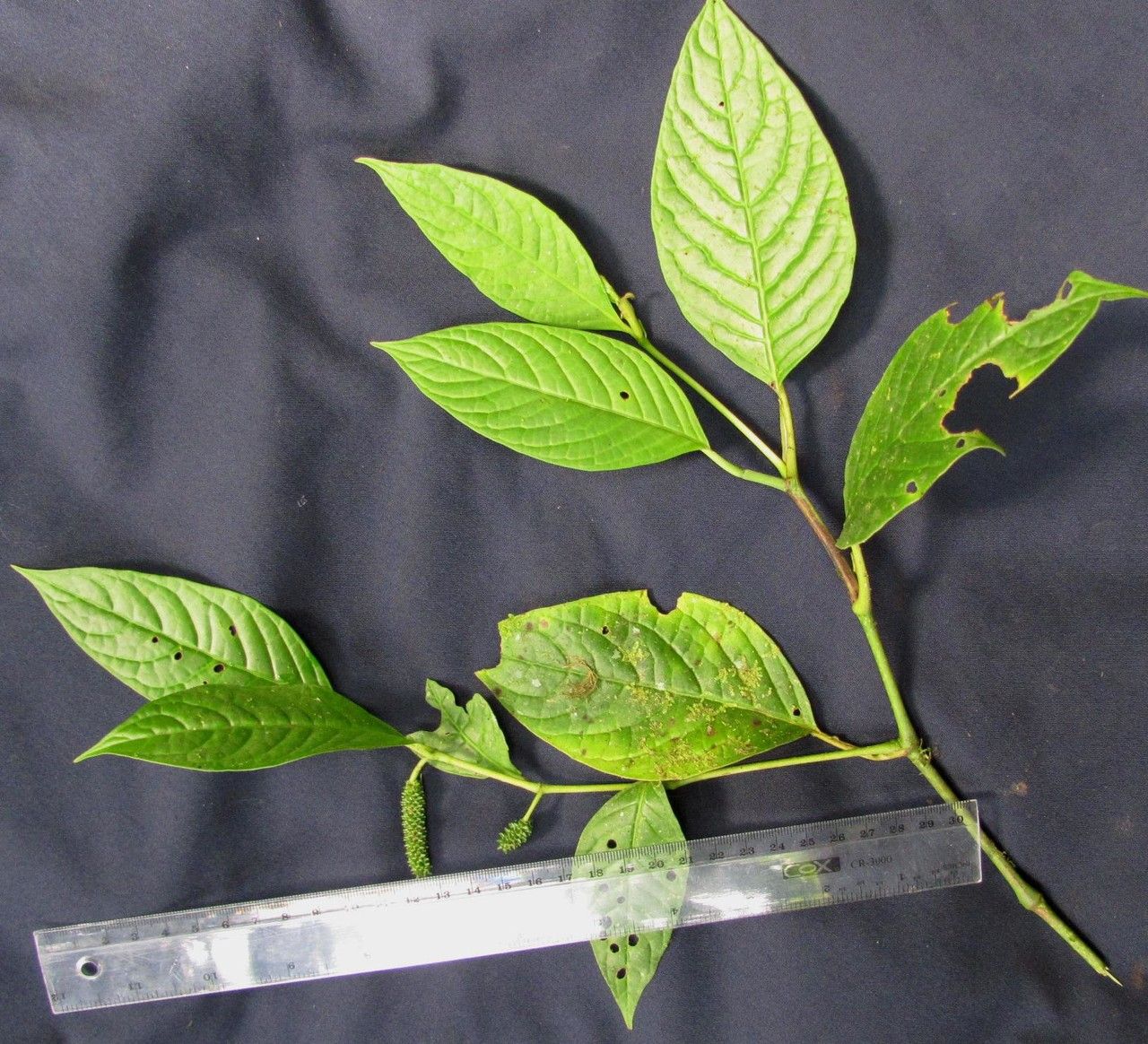 Piper simulans other