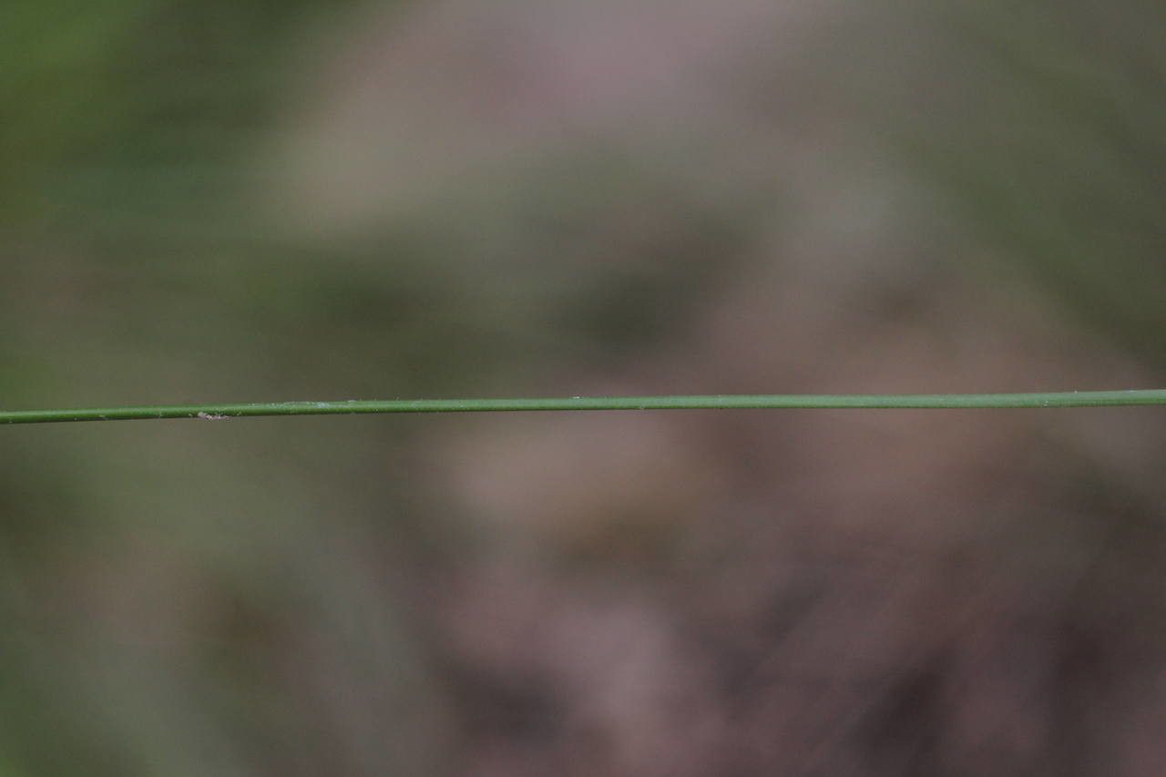 Festuca lemanii bark