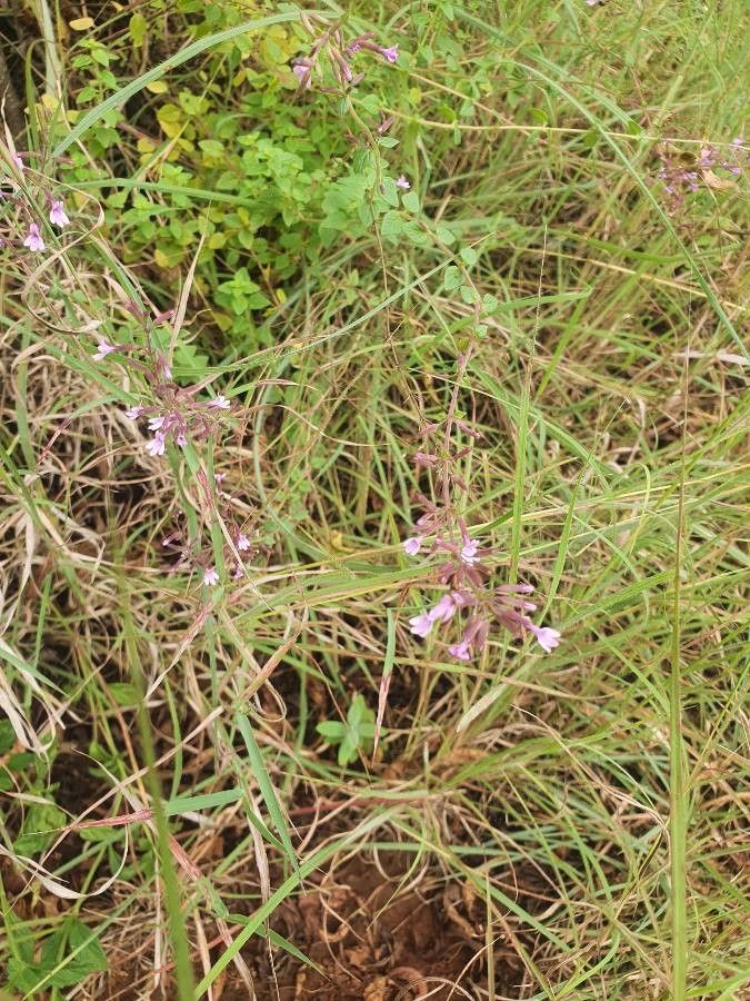 Clinopodium abyssinicum — related species from the same genus