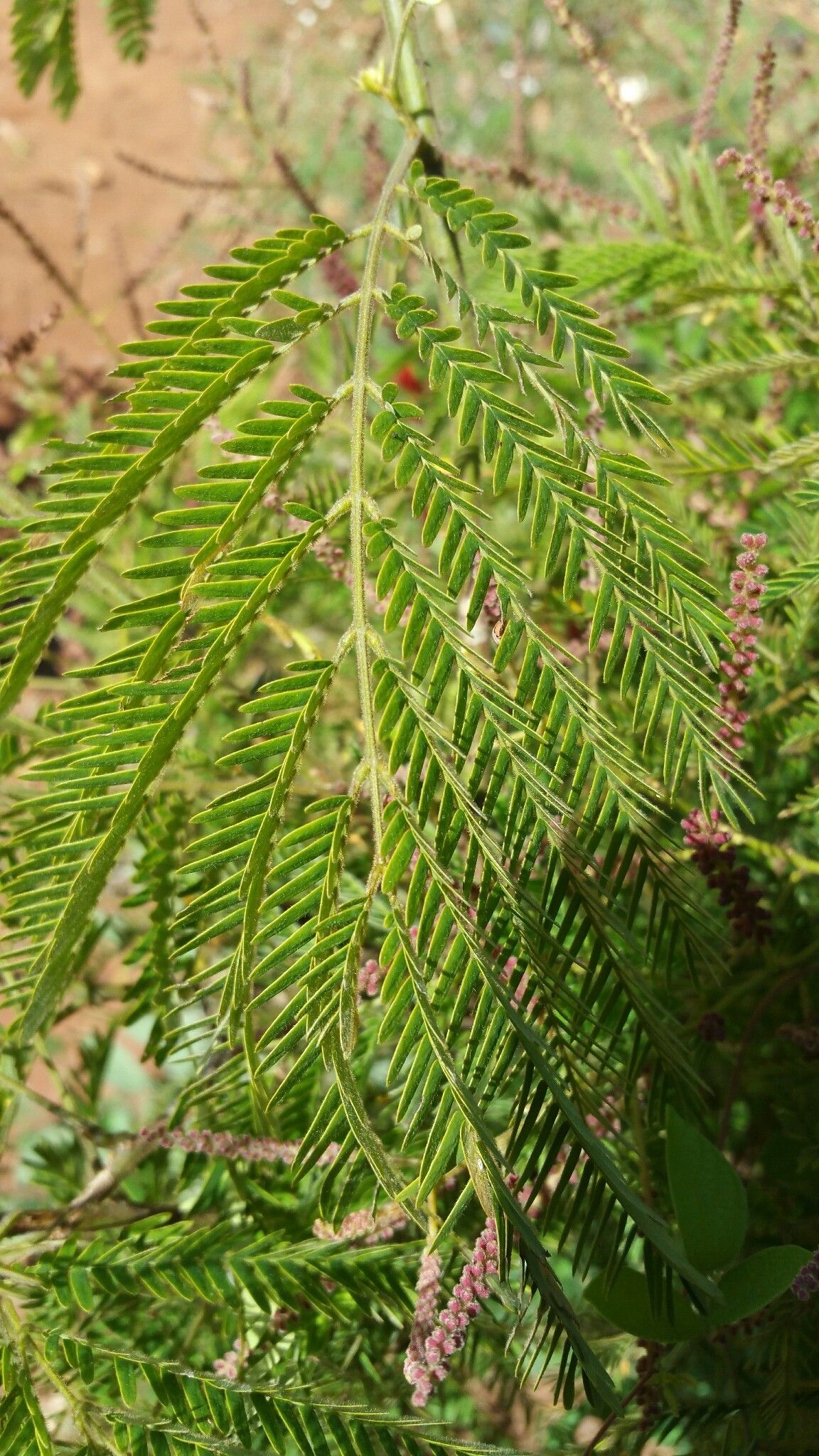 Senegalia pervillei — houseplant care guide