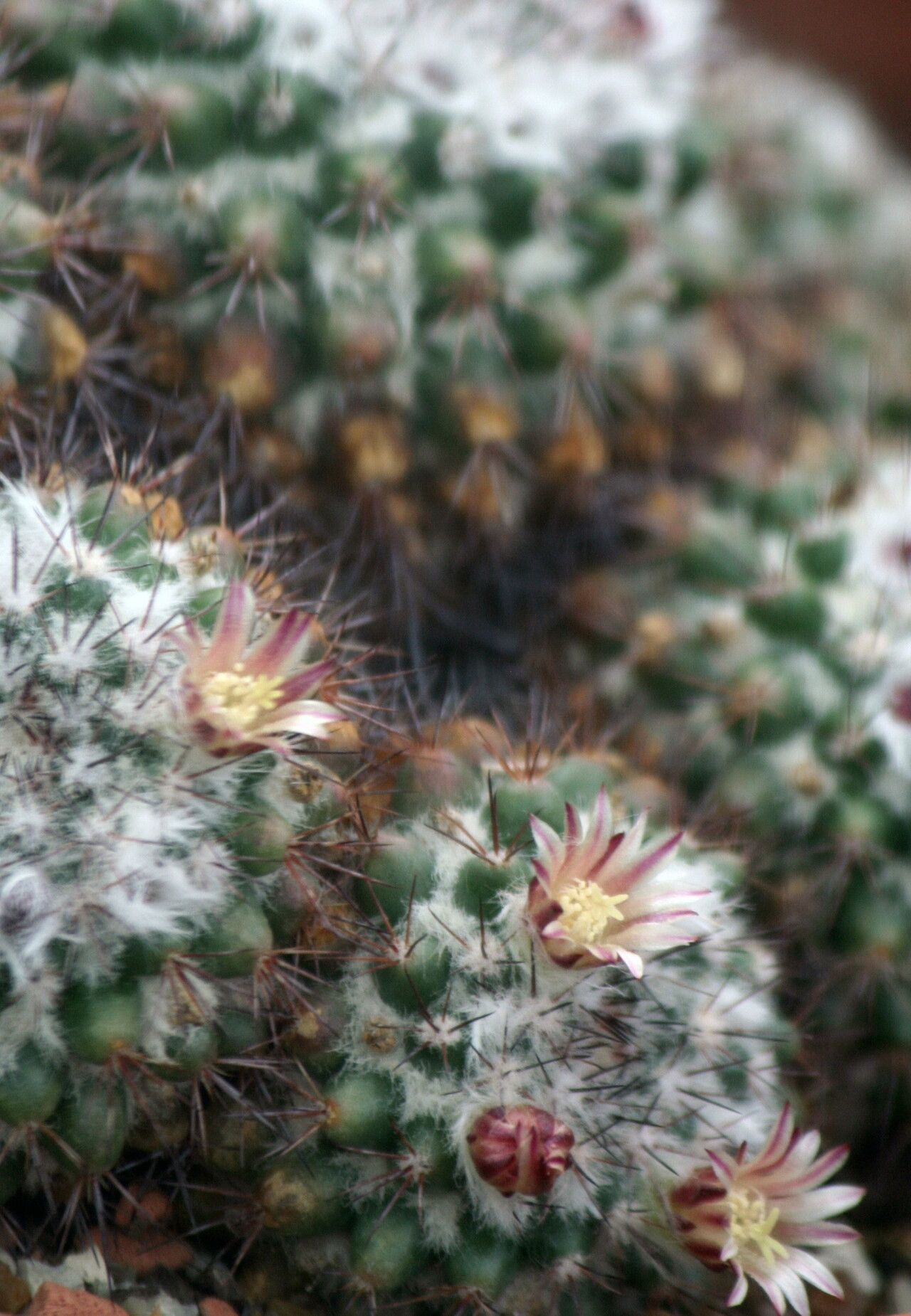 Mammillaria bocensis — search result for 'Mammillaria'