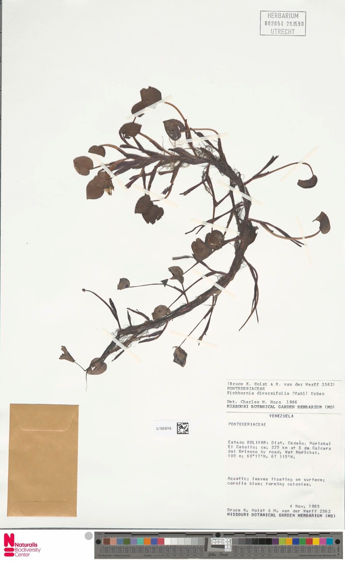 Pontederia diversifolia