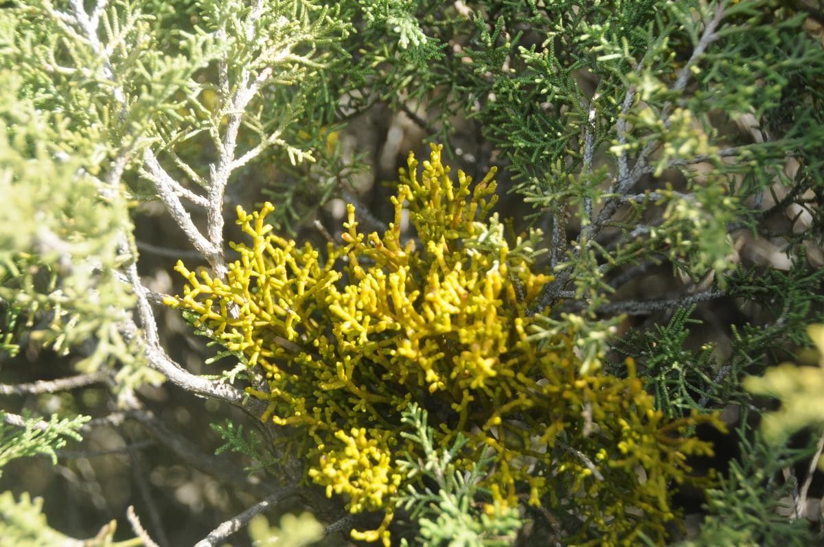 Arceuthobium gambyi flower