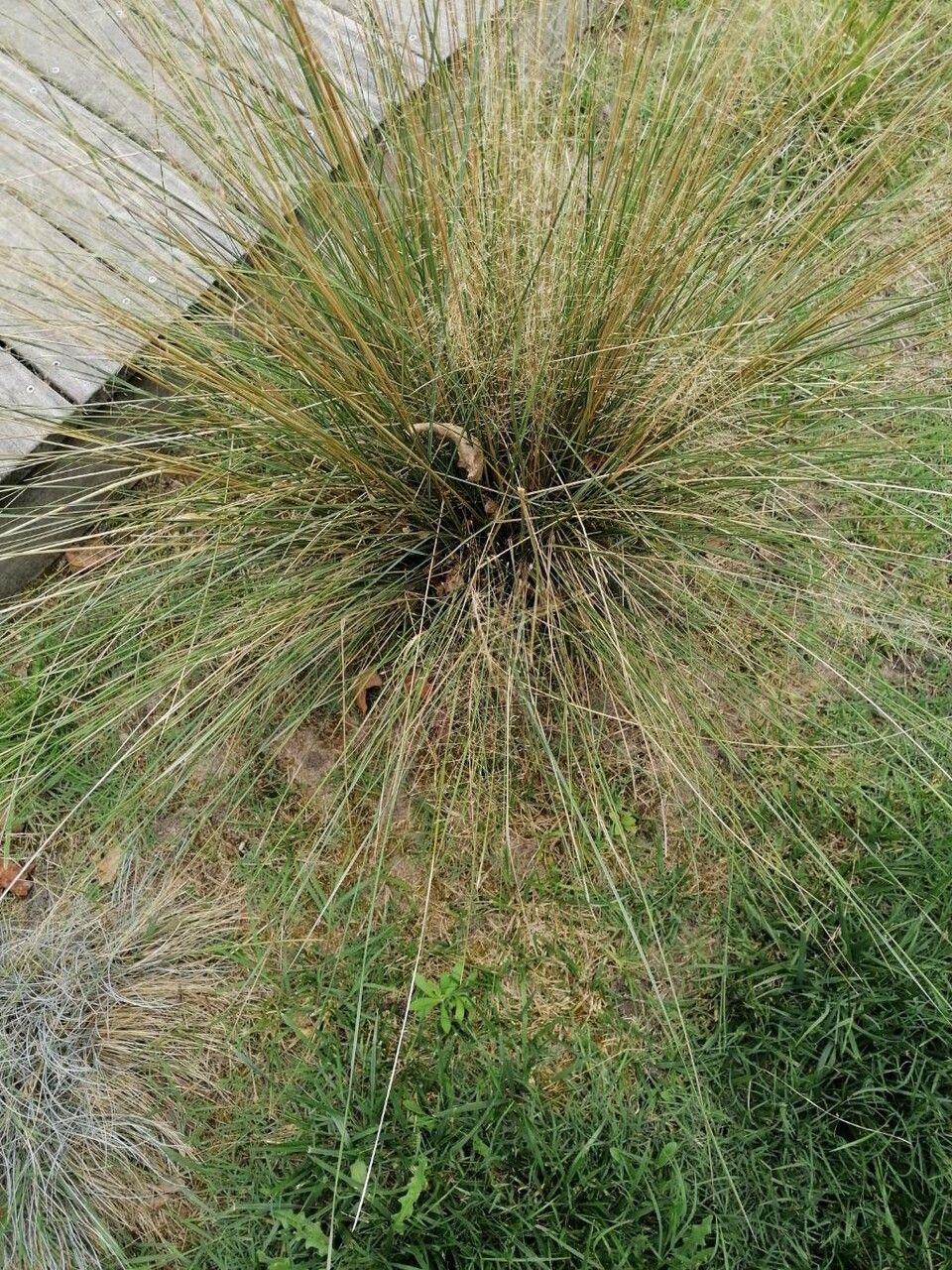 Eragrostis airoides habit
