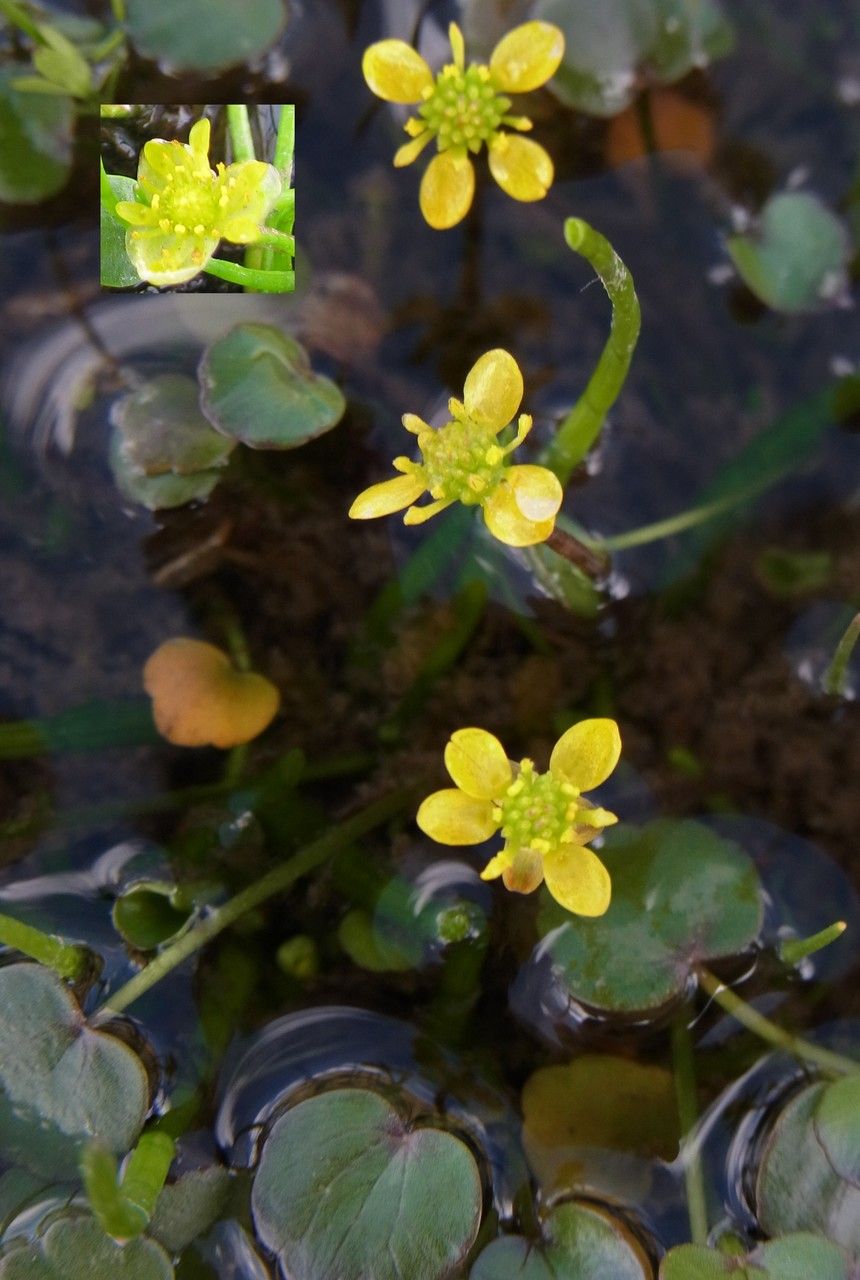 Halerpestes uniflora habit
