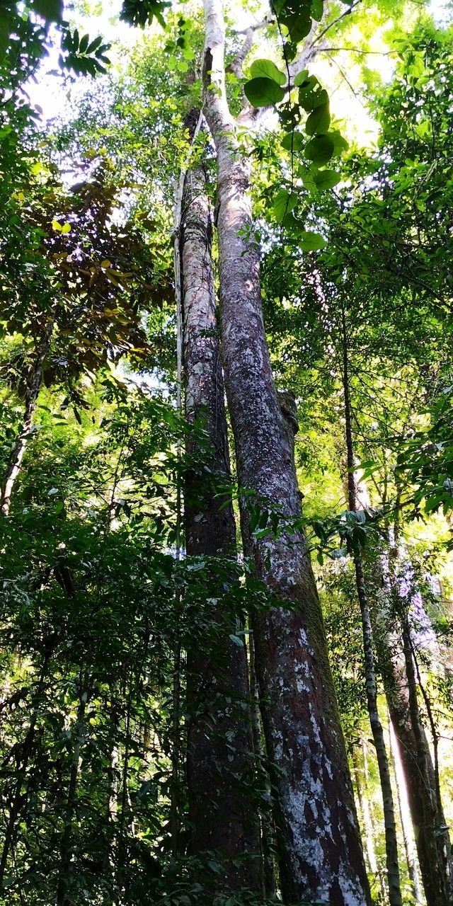 Hopea chinensis habit