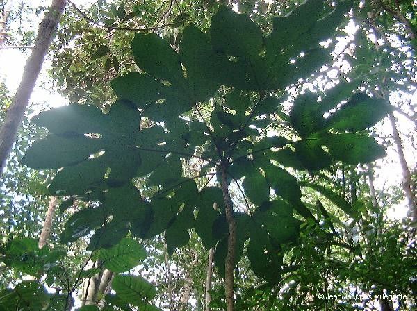 Acropogon austrocaledonicus habit