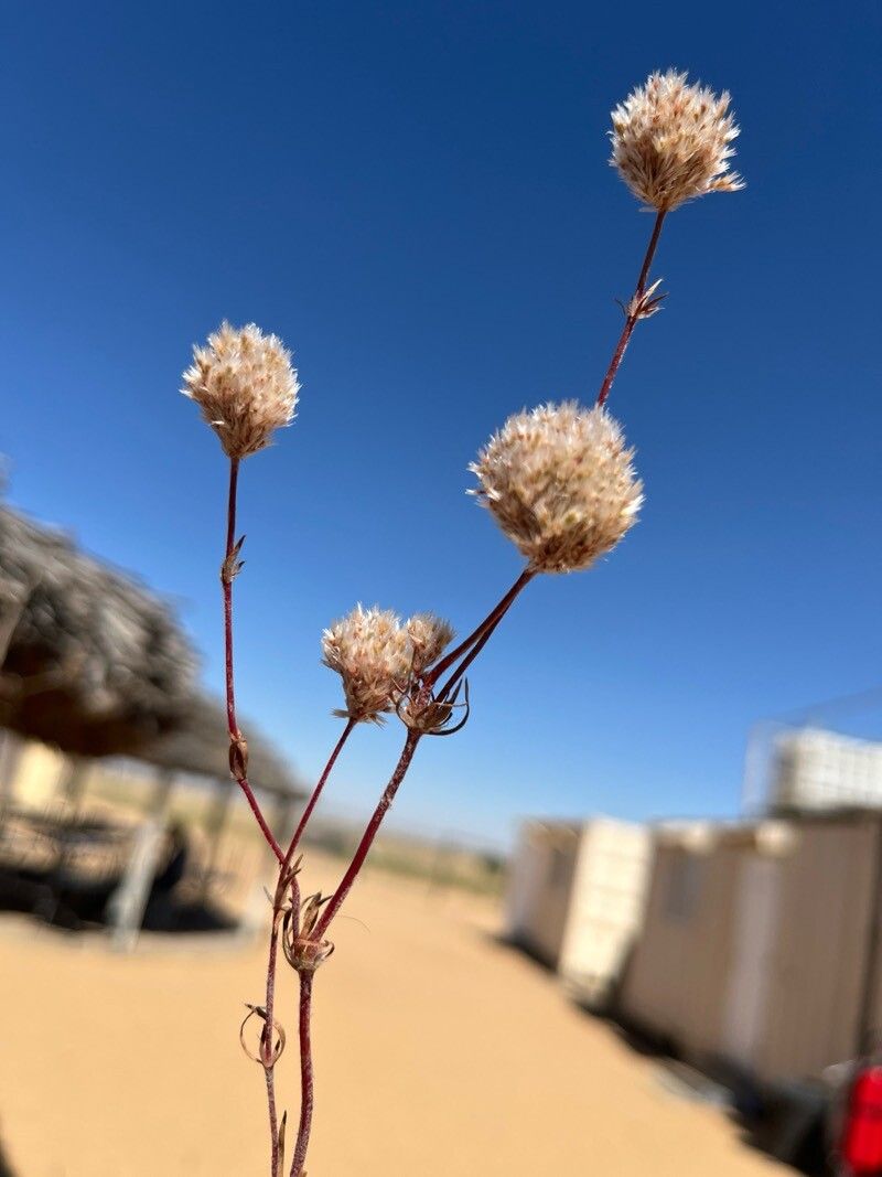 Polycarpaea corymbosa fruit
