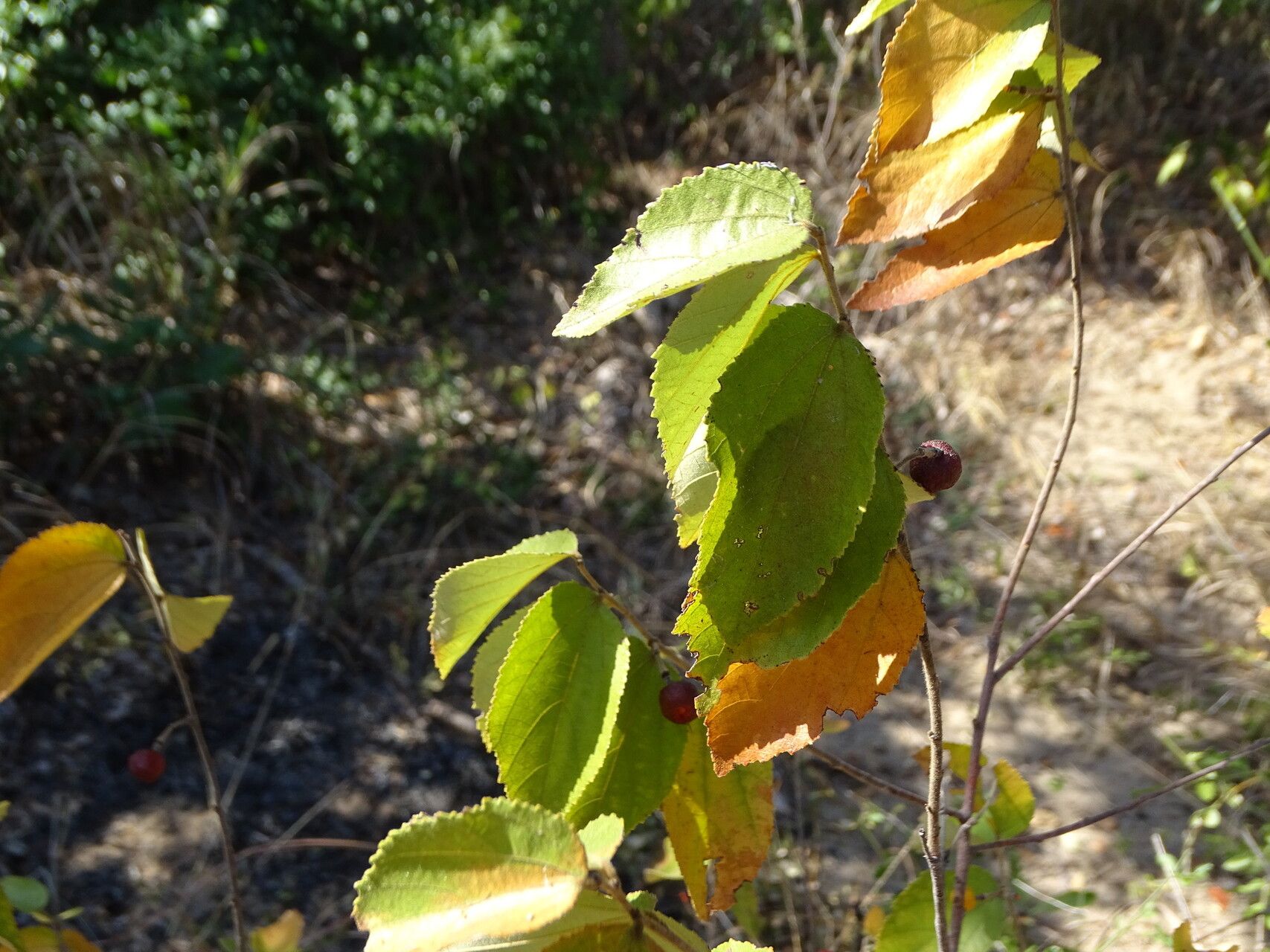 Grewia falcistipula — houseplant care guide