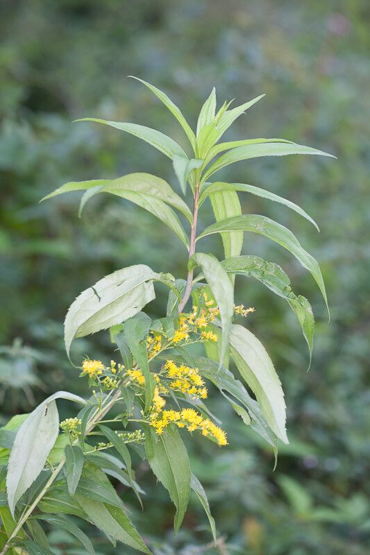 Solidago × niederederi — search result for 'Solidago'