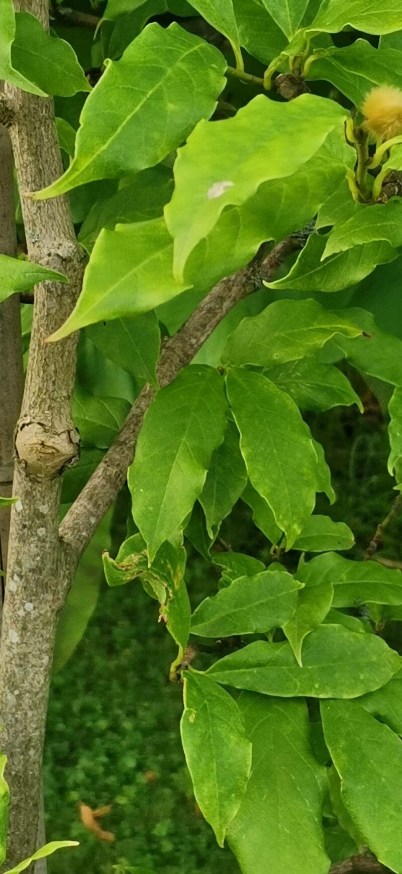 Magnolia sinostellata bark