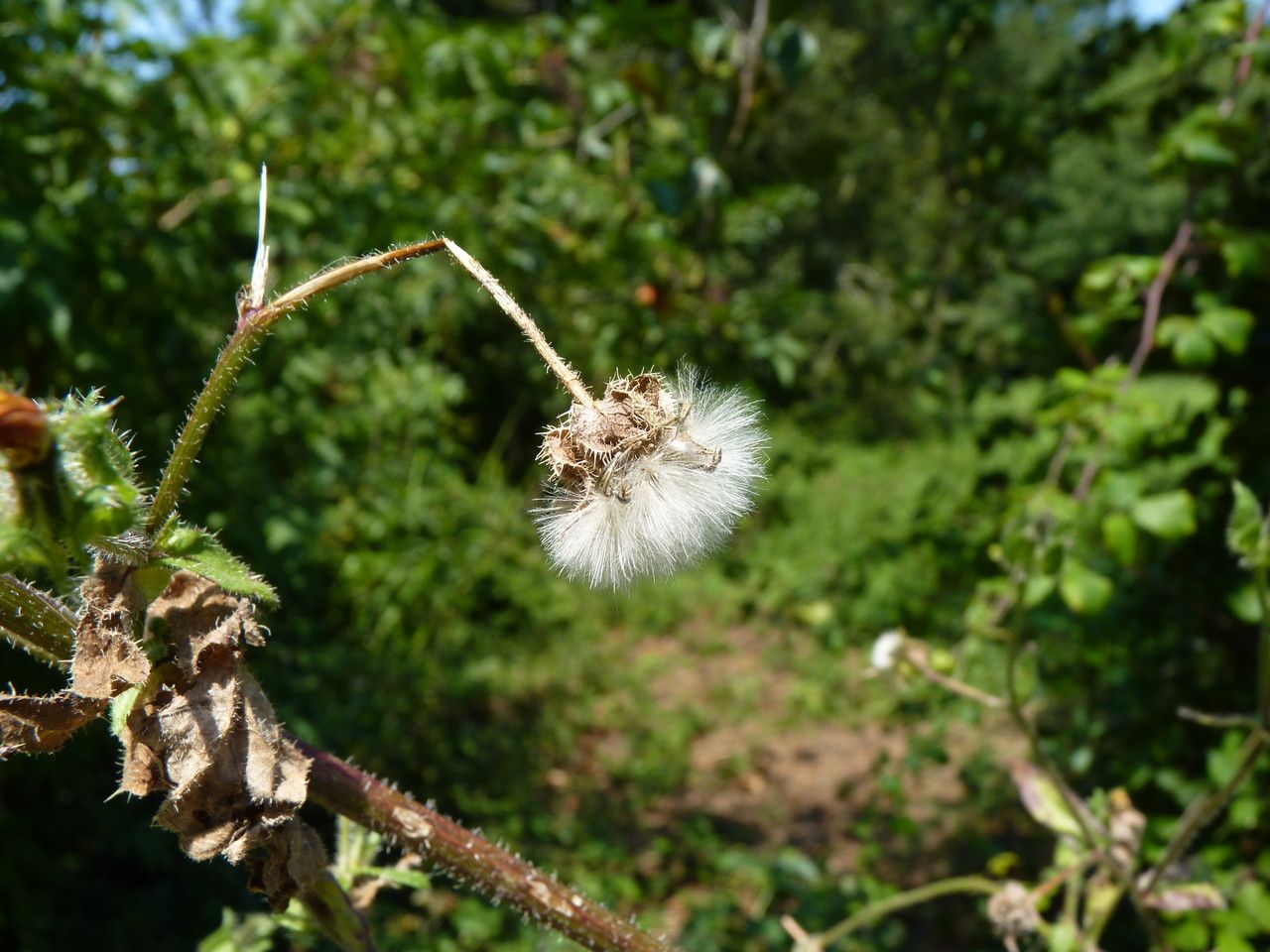 Picris echioides fruit