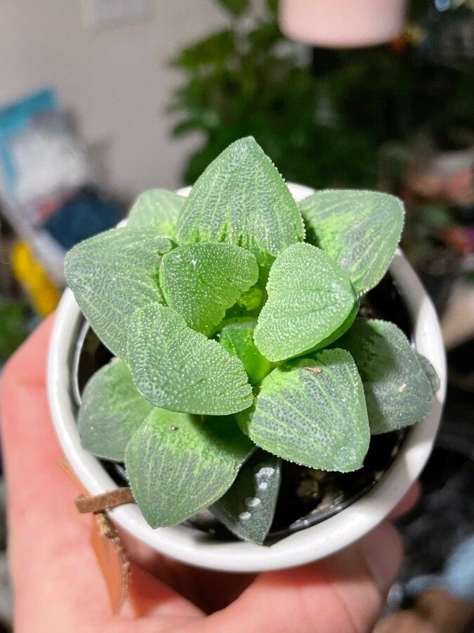 Haworthia pygmaea