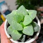 Haworthia pygmaea