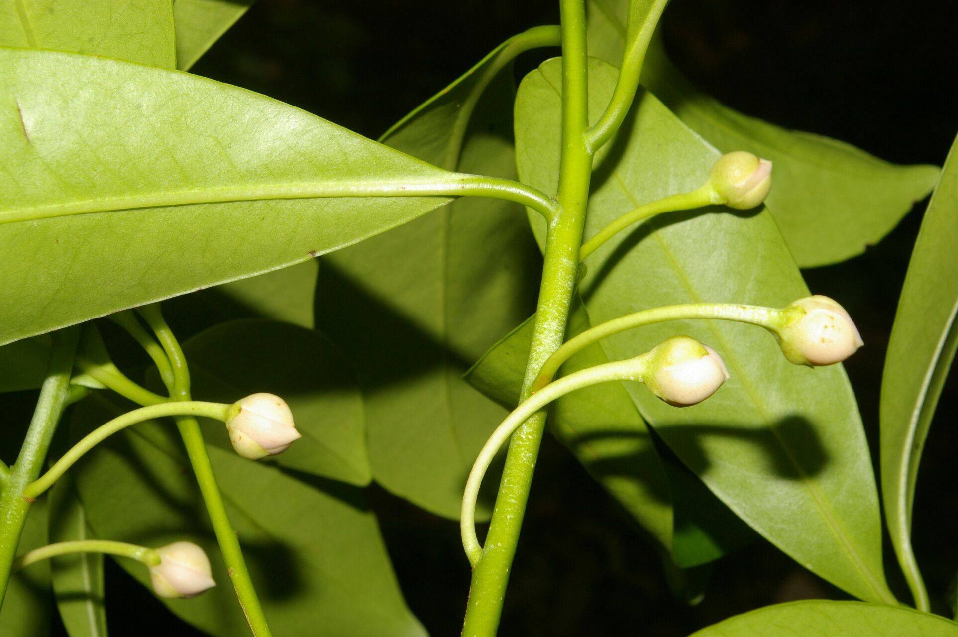 Ternstroemia tepezapote fruit