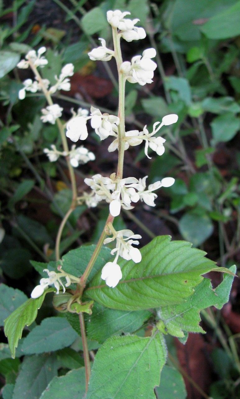 Serjania rhombea other