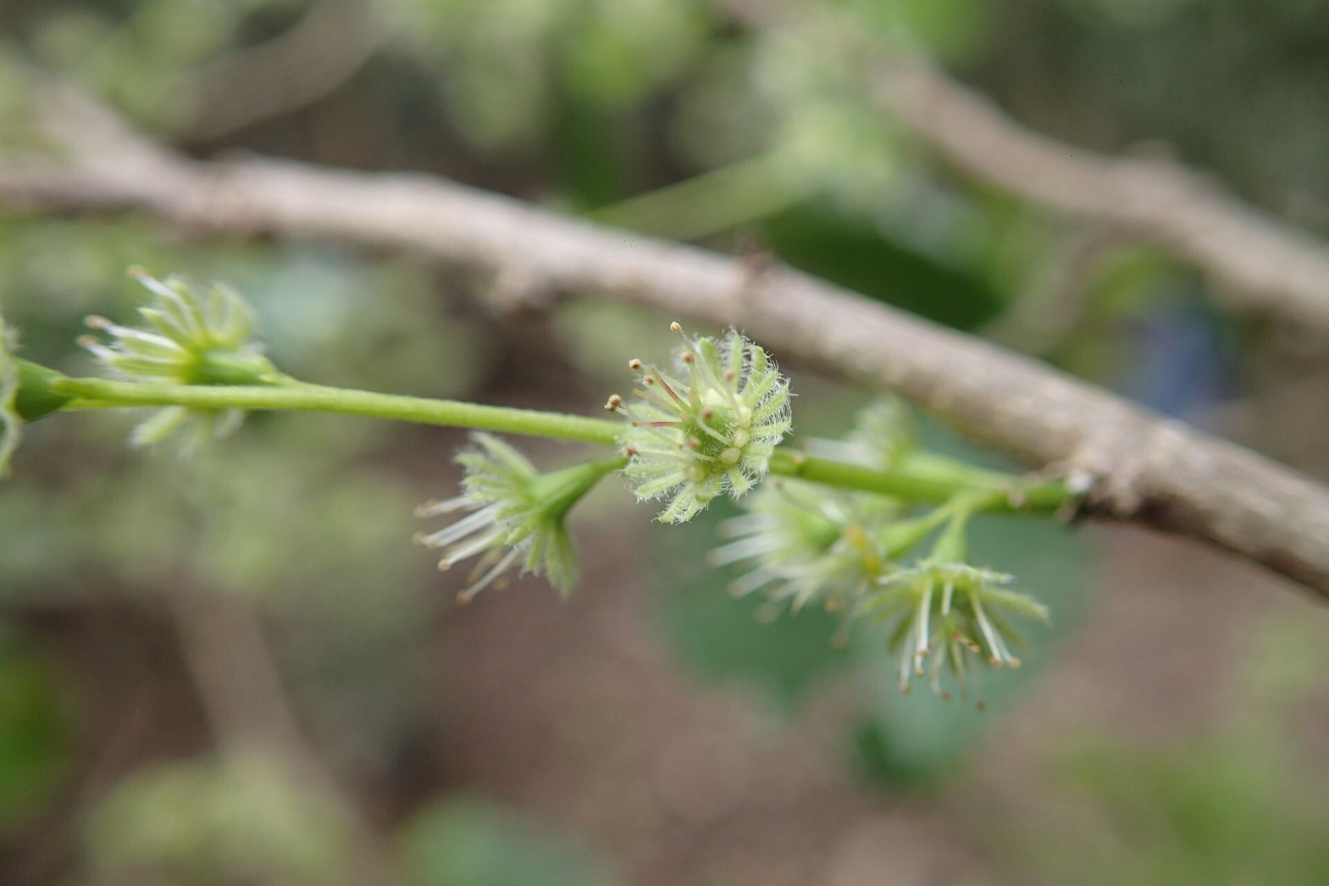 Homalium serratum — houseplant care guide