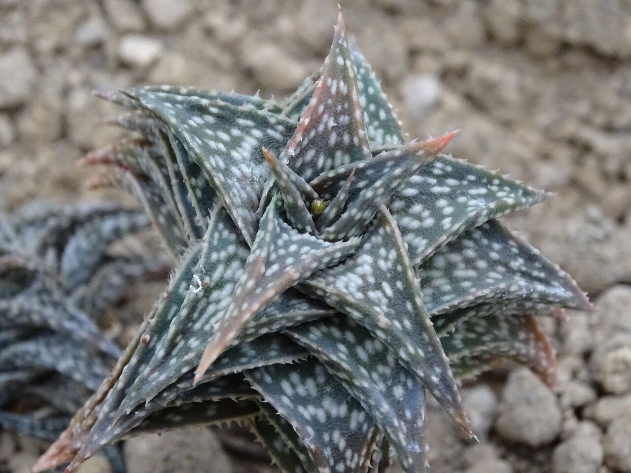 Aloe descoingsii — houseplant care guide