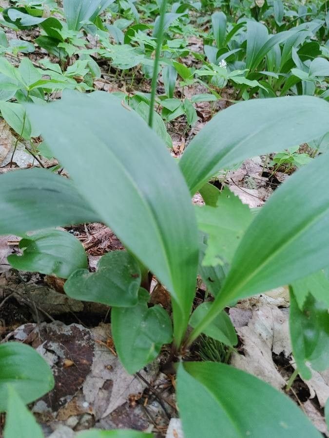 Clintonia borealis leaf
